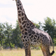 Adult male Masai giraffe in the Mikumi National Park, Tanzania. (Image: Doug Cavener)